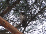 SX02860 Long-eared owl (Asio Otus) in 'Owl tree' Soesterduinen.jpg